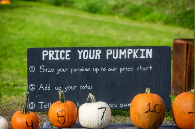 BLOGPOST_PumpkinPatch10242024.jpg BLOGPOST_PumpkinPatch10242024.jpg